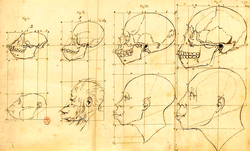 Skull shape sketches